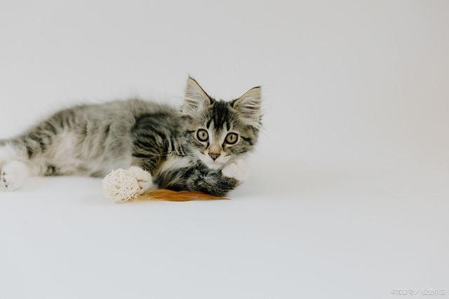 重？症状分析+处理建议铲屎官必看！尊龙凯