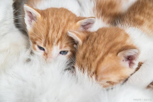 重？症状分析+处理建议铲屎官必看！尊龙凯时网B猫咪误食木糖醇后果多严(图3)